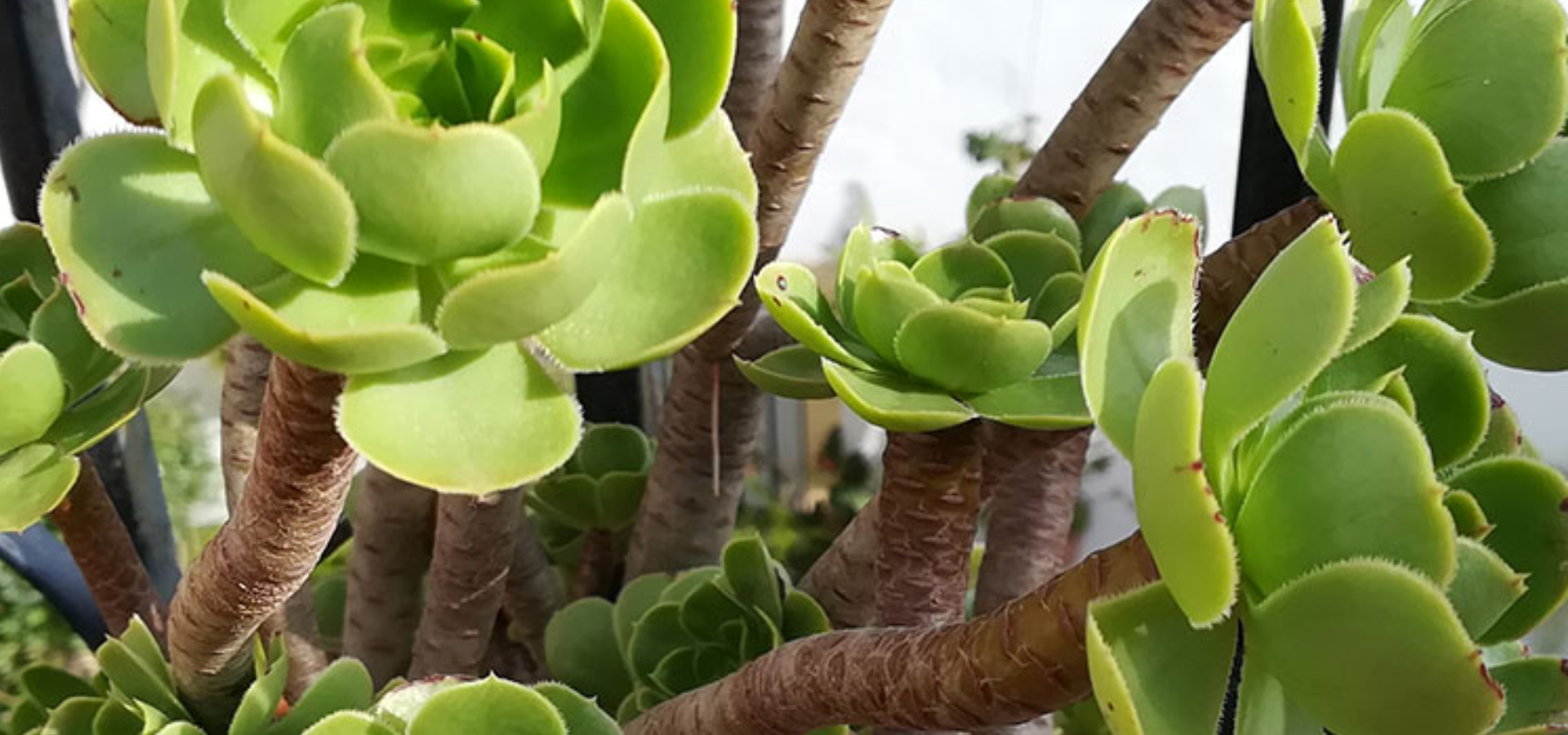 Beskæring havehjælp