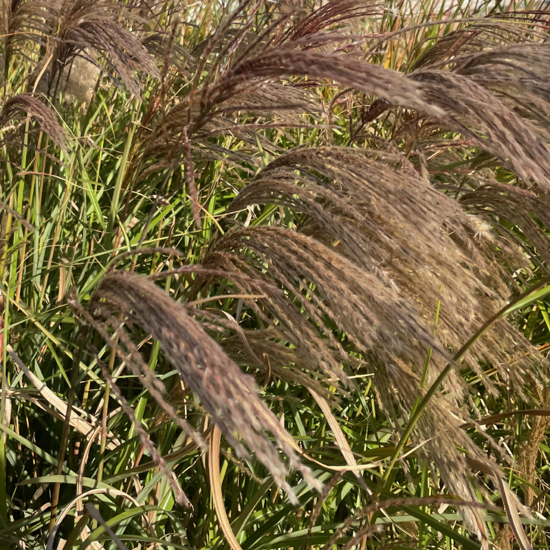 Højt græs, græstørv, biodiversitet