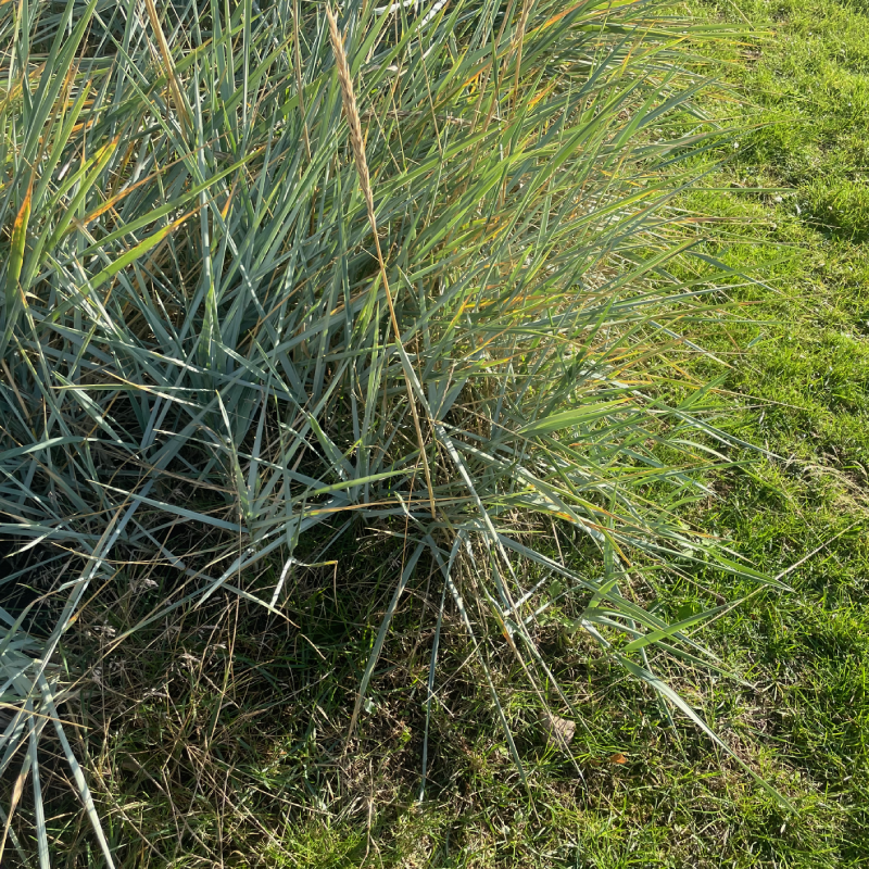 Højt græs, græstørv, biodiversitet