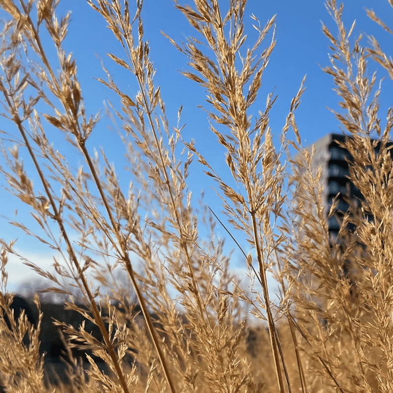 Højt græs, græstørv, biodiversitet