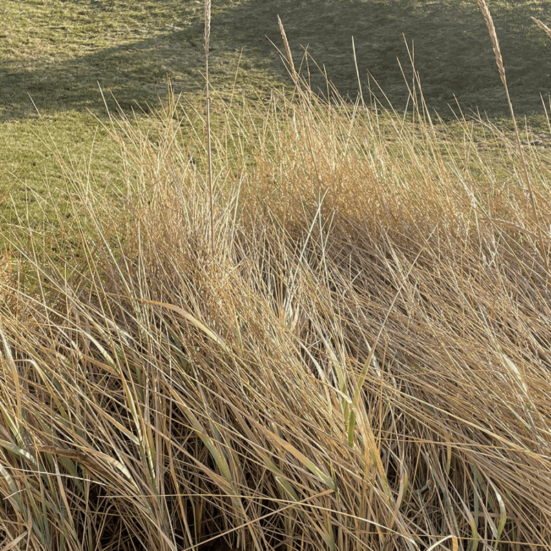 Højt græs, græstørv, biodiversitet
