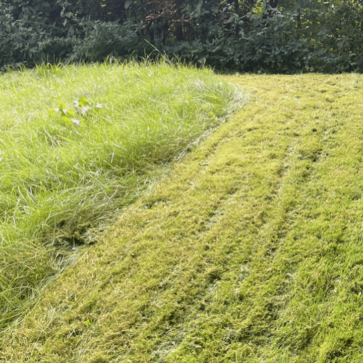 Græsplæne slås, klippes