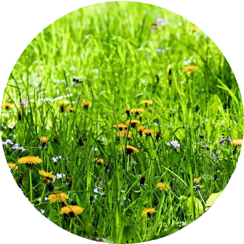 Tilbud havearbejde, havehjælp, græsslåning