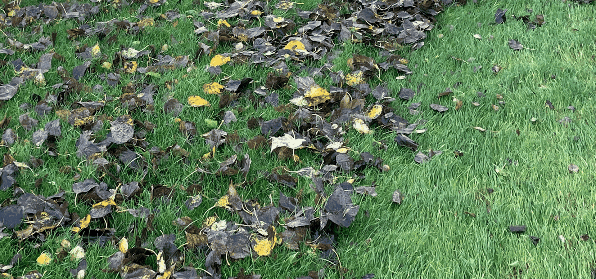 Affaldsblade, samle blade, feje fortorv