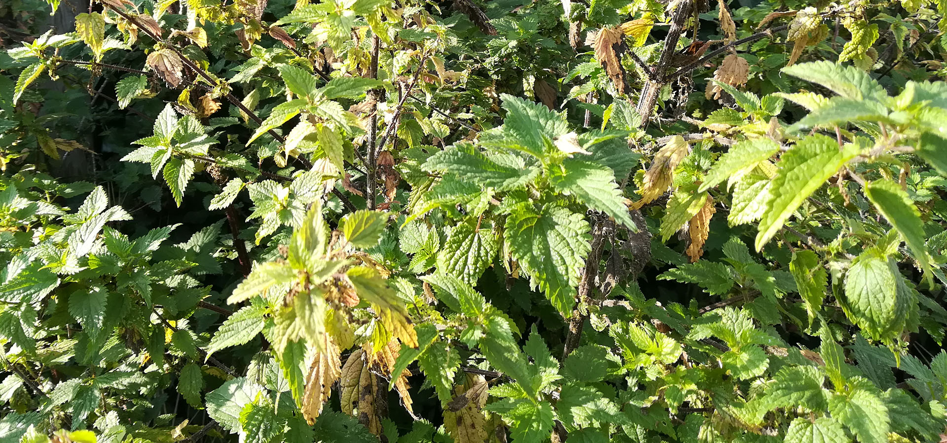 Ukrudt, luge ukrudt, fjerne ukrudt