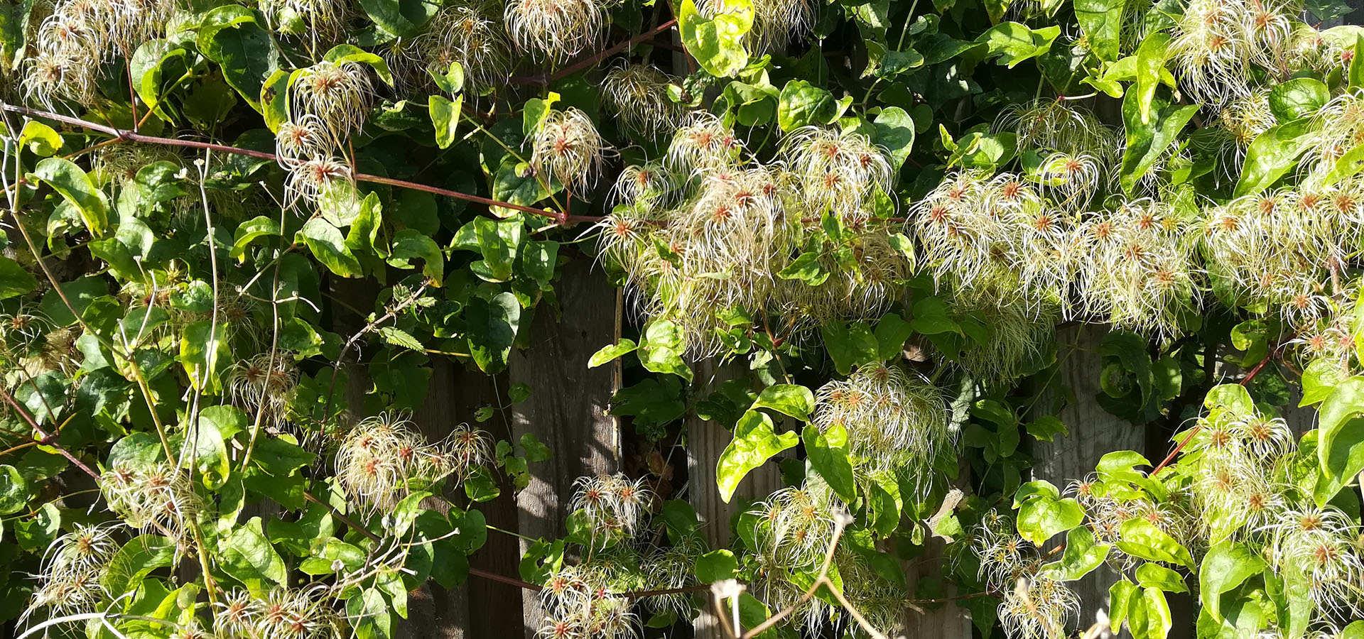 Ukrudt fjernes, luges, brænde