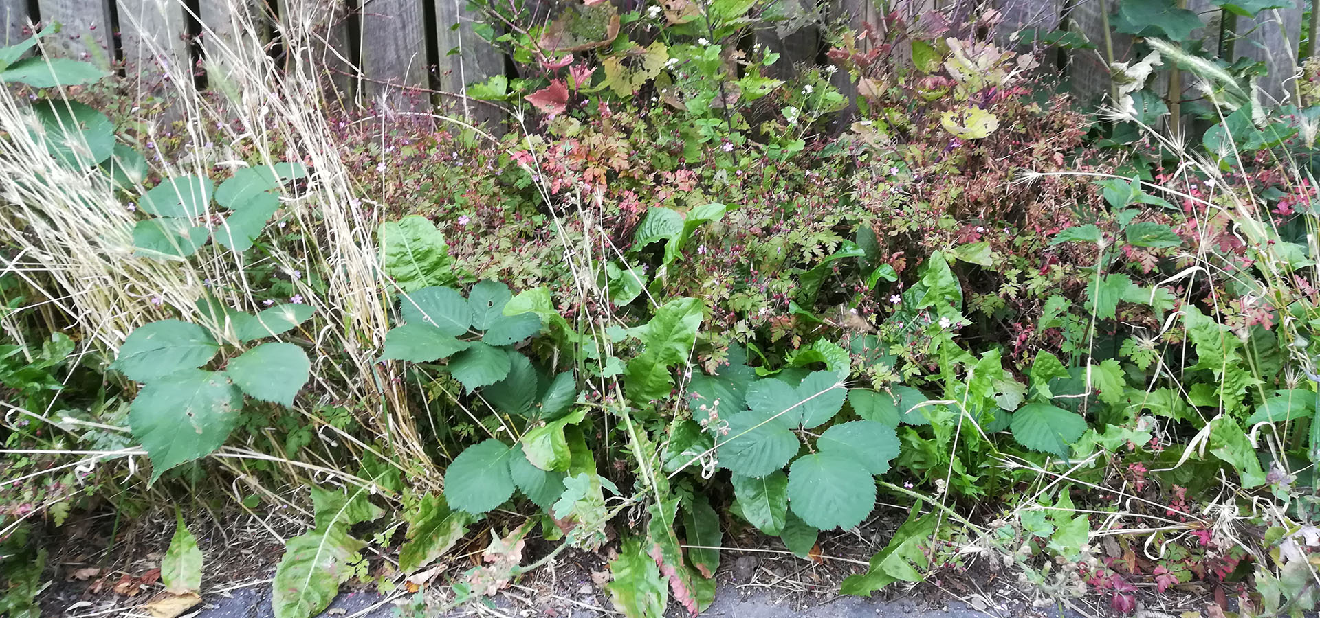 billig tilbud lokal service